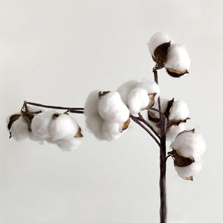 photo of cotton plant